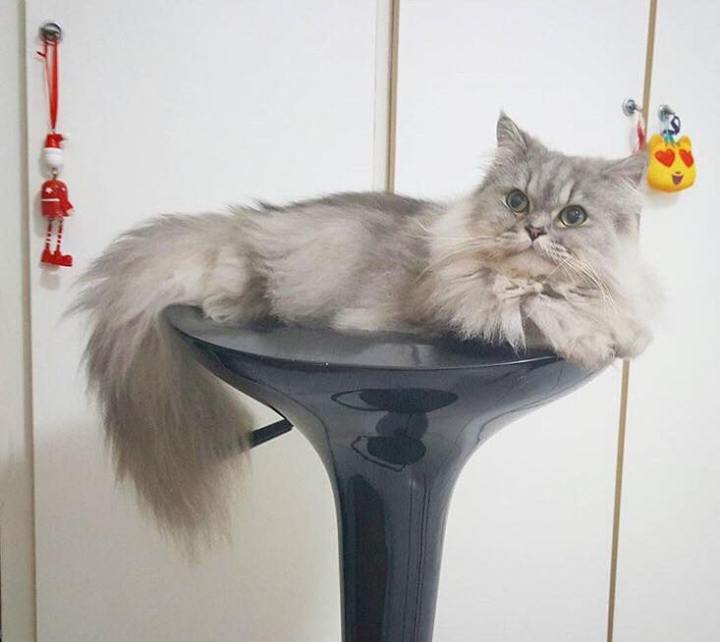 39001880_2198487520438484_1960751921807491072_n