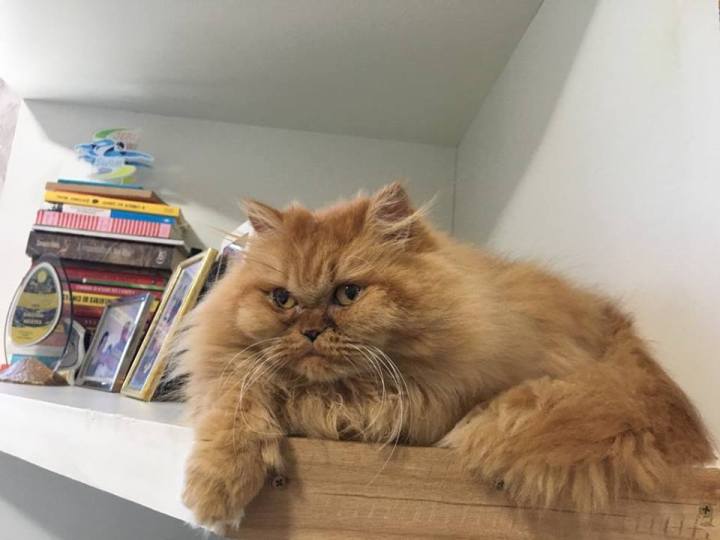 39044765_205029040368411_6600200248058970112_n